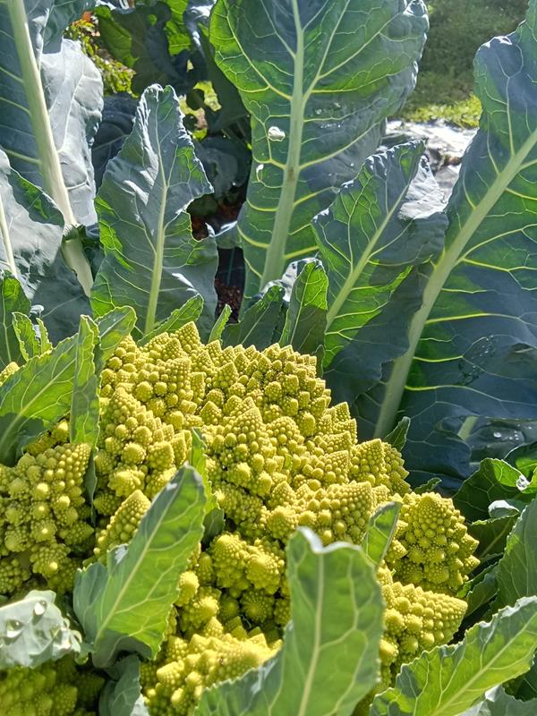 Bild von Couve Romanesco
